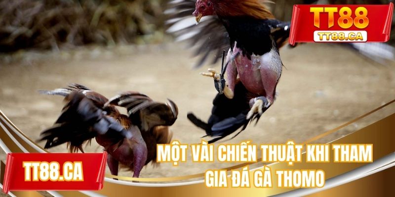 Những chiến thuật khi tham gia đá gà thomo