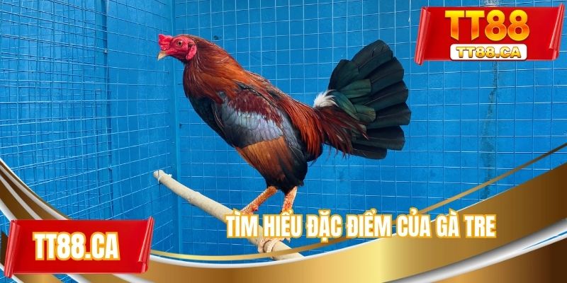 Tìm hiểu đặc điểm riêng của gà tre